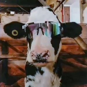 Meet your Posher, Haylei